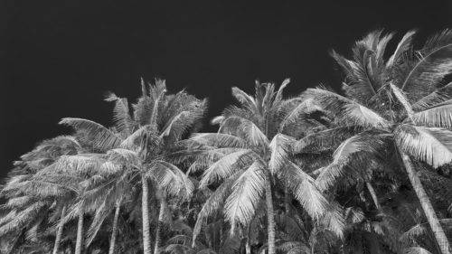 Boracay, the Philippines - Coconut Palm Trees in Black and White